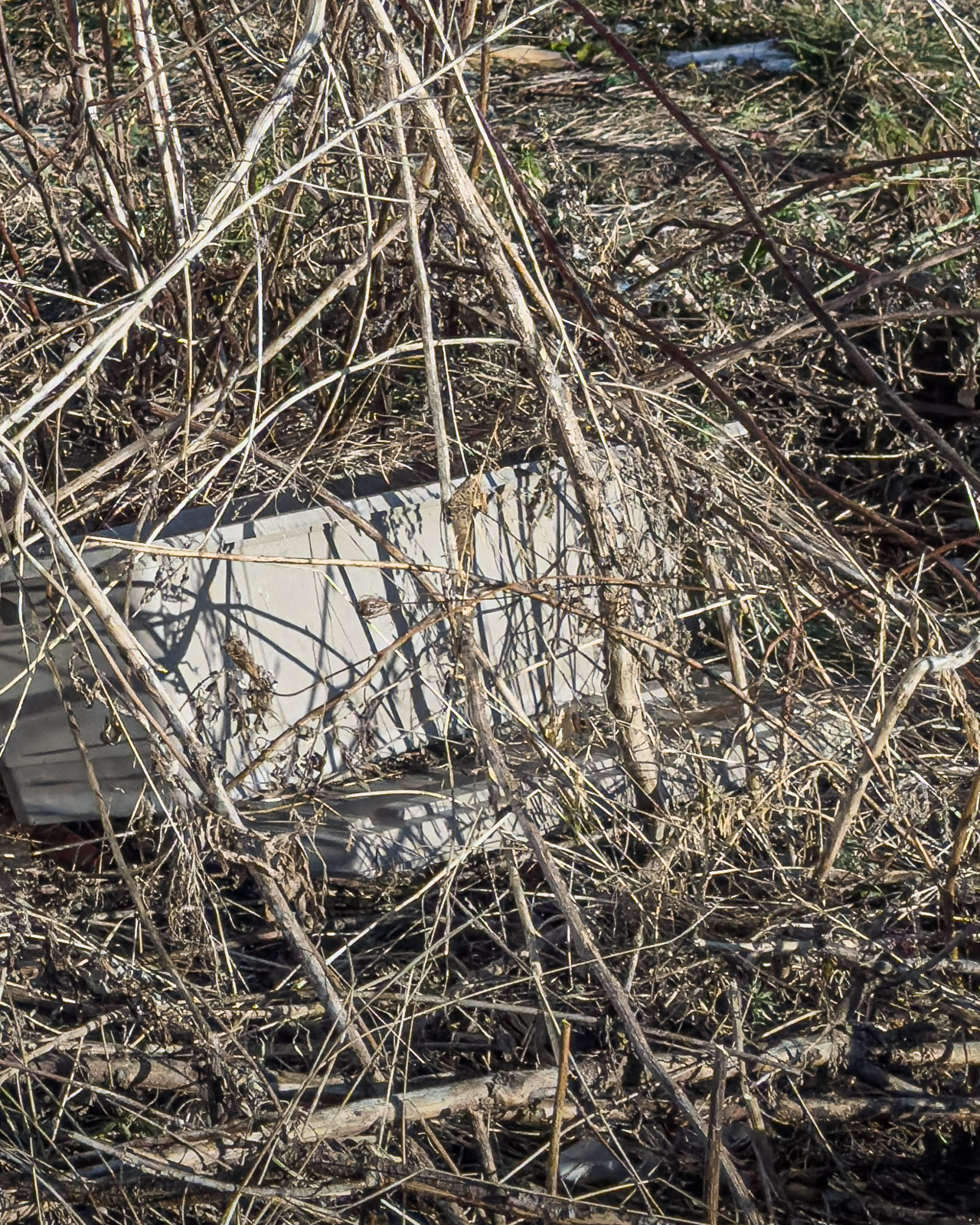 Overgrown vegetation surrounding discarded vending machine remains in Zeltweg